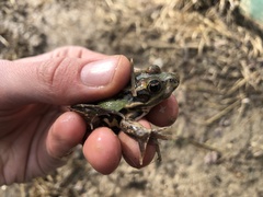 Pelophylax lessonae