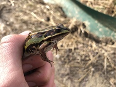 Pelophylax lessonae