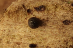 Menispora glauca