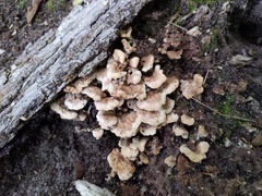 Thelephora americana