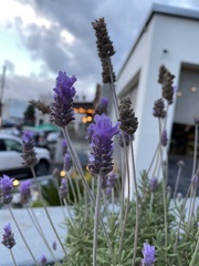 Lavandula