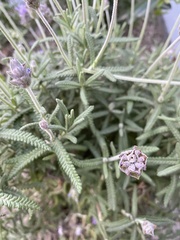 Lavandula