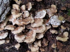 Thelephora americana