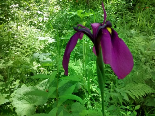Iris ensata