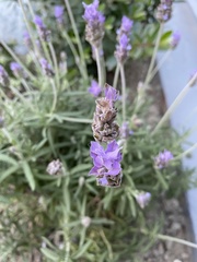 Lavandula