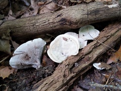 Phellodon confluens