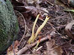 Clavaria amoenoides