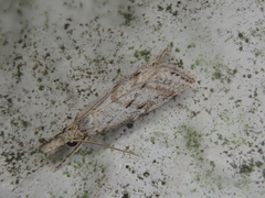Microchilo inouei