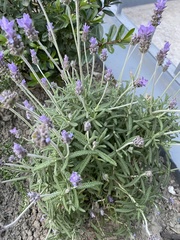 Lavandula