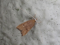 Lecitholaxa thiodora