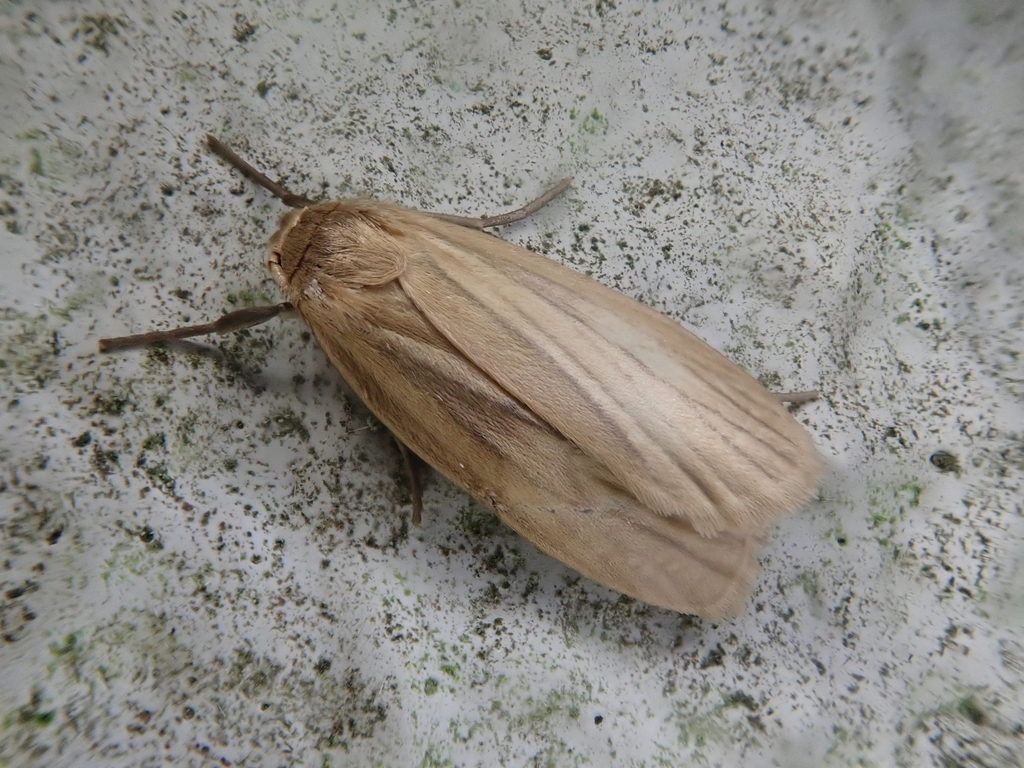 Pelosia ramosula