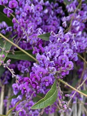 Hardenbergia