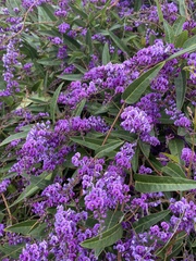 Hardenbergia