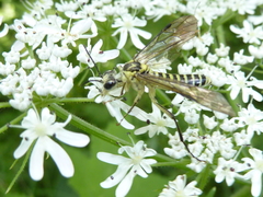 Tenthredo finschi