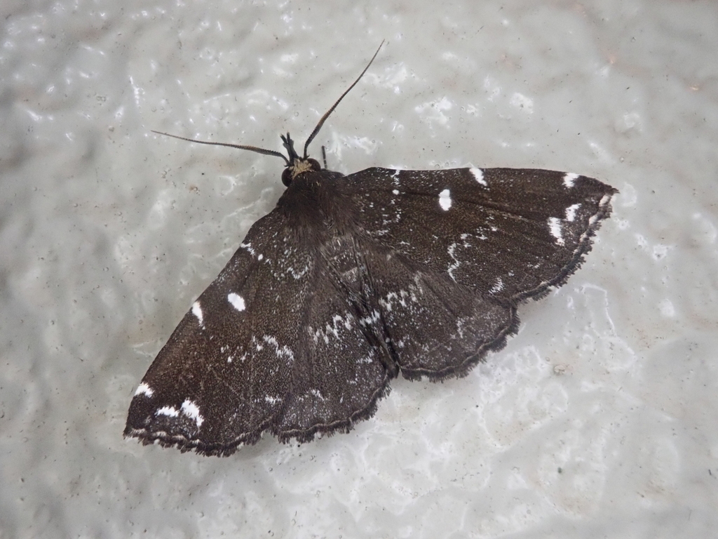 Adrapsa simplex