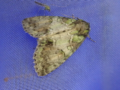 Polyphaenis subviridis