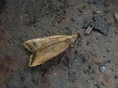 Dichomeris picrocarpa