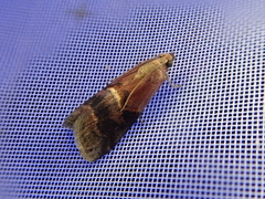 Acrobasis bellulella