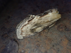Hupodonta corticalis