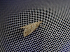 Microchilo inouei