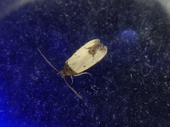 Tyrolimnas anthraconesa