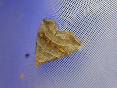 Paragabara flavomacula