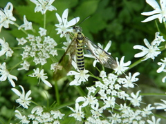 Tenthredo finschi
