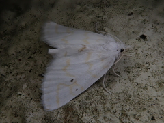 Patissa fulvosparsa