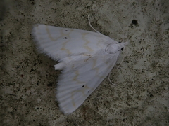 Patissa fulvosparsa