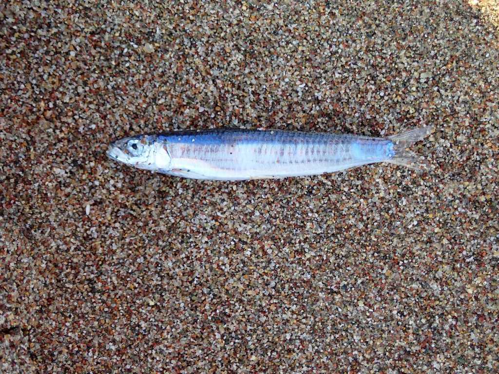 Red Eye Round Herring