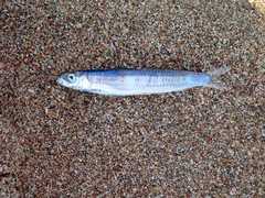 Etrumeus golanii