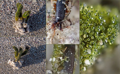 Dasycladus vermicularis