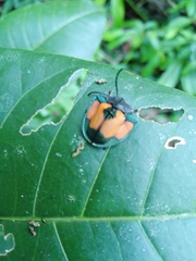 Dorynota biplagiata