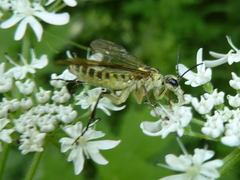 Tenthredo finschi
