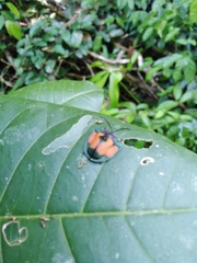 Dorynota biplagiata