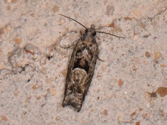 Pseudexentera hodsoni