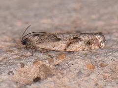 Epinotia celtisana