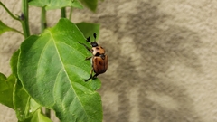 Oryctomorphus maculicollis