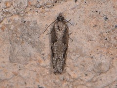 Epinotia celtisana
