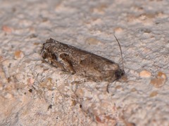 Epinotia celtisana