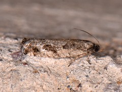 Epinotia celtisana