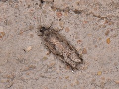 Epinotia celtisana
