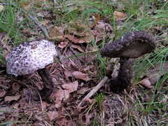 Strobilomyces confusus