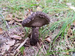 Strobilomyces confusus
