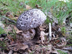 Strobilomyces confusus