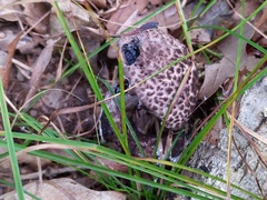 Strobilomyces confusus