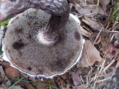 Strobilomyces confusus
