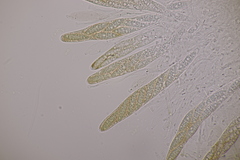 Menispora glauca