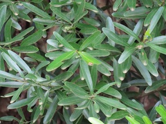 Euclea daphnoides