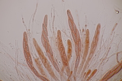 Menispora glauca